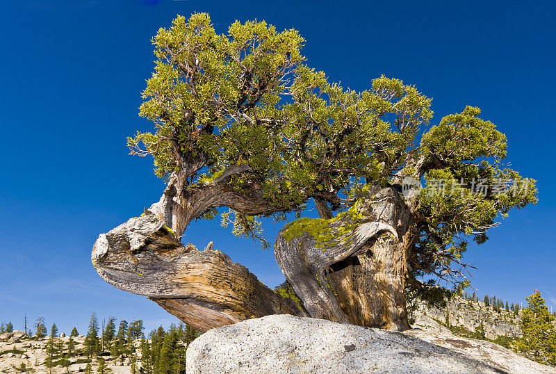 西杜松(Juniperus occidentalis)或大杜松(Juniperus grandis)，西杜松(Sierra western juniper)或西杜松(Sierra juniper)是一种灌木或乔木，原产于美国西部，生长在海拔800- 3000米的山区(很少在100米以下)